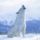 Howling_arctic_wolf_canada_413840_52763_t