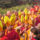 Karmapa_2006_decembereben_413250_87389_t