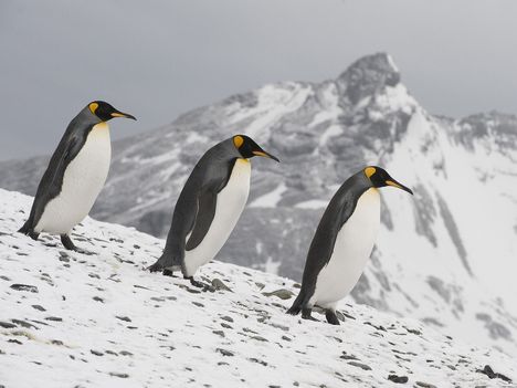 King Penguin Trio, South Georgia Island
