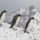 King_penguin_trio_south_georgia_island_413802_31718_t