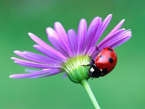 Ladybug, Bavaria, Germany