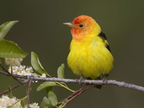 Male Western Tanager, Montana