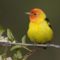 Male Western Tanager, Montana