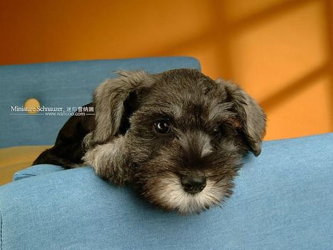 Miniature-Schnauzer-puppy-photo