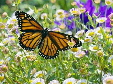 Monarch Butterfly in a Daisy Field