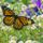 Monarch_butterfly_in_a_daisy_field_413893_79012_t