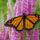 Monarch_butterfly_nectaring_on_a_speedwell_plant_ontario_canada_413894_30538_t