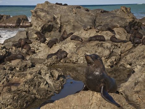 New Zealand Fur Seal, Kaikoura, Canterbury, New Zealand