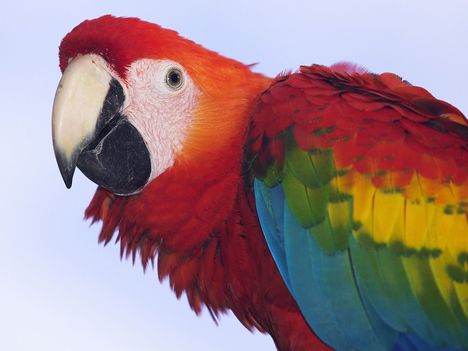 Profile of a Scarlet Macaw