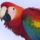 Profile_of_a_scarlet_macaw_413804_39555_t