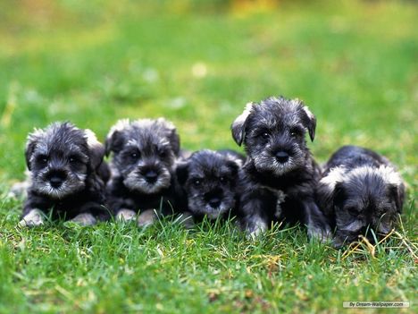 Puppy-Wallpaper-dogs