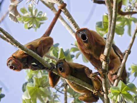 Red Howler Monkeys, Puerto Ordaz, Venezuela