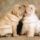 Sharpei_puppies_413889_99826_t