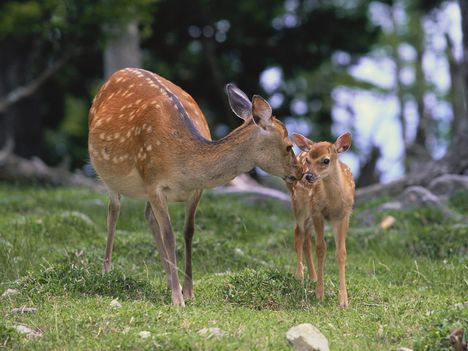 Sika Deer and Fawn, Japan