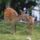 Sika_deer_and_fawn_japan_413820_80228_t