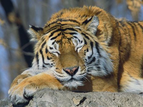 Sleeping Siberian Tiger, Russia