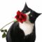 Tuxedo and a Rose