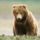 Two_year_old_grizzly_bear_katmai_national_park_alaska_413842_47222_t