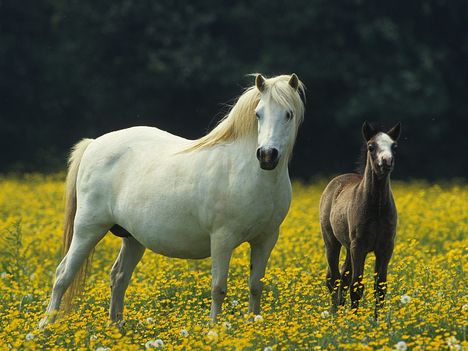 Welsh Pony Mare and Foal