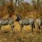 Zebras, Okavango Delta, Botswana