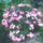 Rozsa-002_414838_71899_t