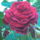 Rozsa_414834_68842_t
