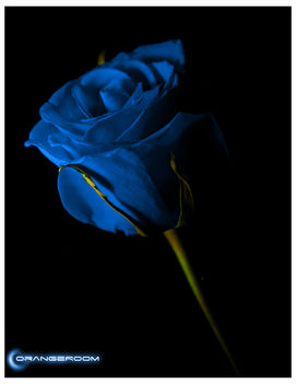 Blue_Rose_by_OrangeRoom