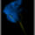 Blue_rose_by_orangeroom_415018_75186_t