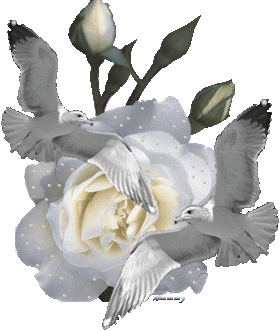 fehér rózsa sirályokkal