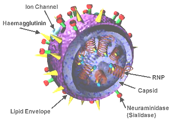 3D Influenza vírus