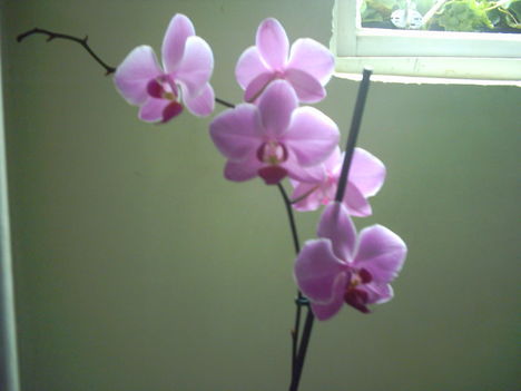 Nekem is van orhideám (de csak egy szál)