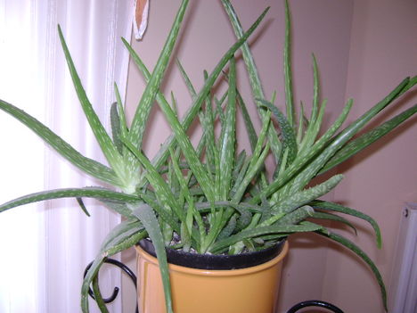 aloevera