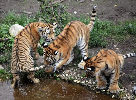 3 tigris