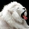 Albino oroszlán