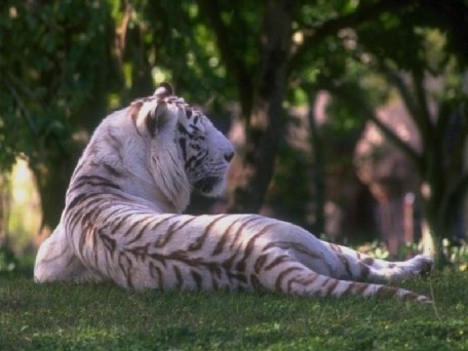 Albino tigris 2