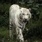 Albino tigris 3