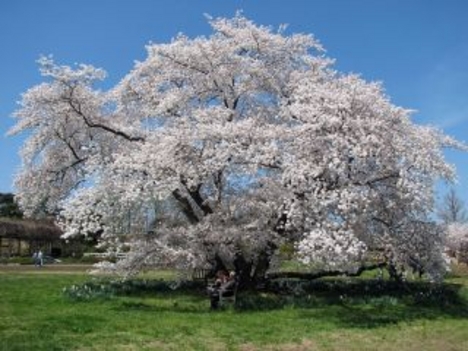 cseresznyefa