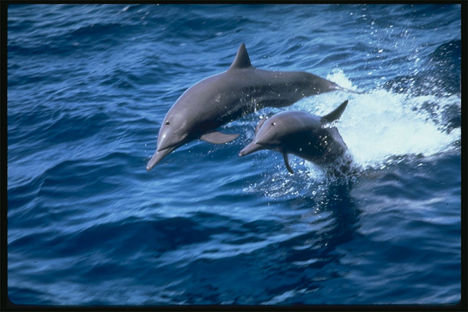 delfin 2