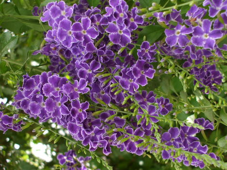 Duranta