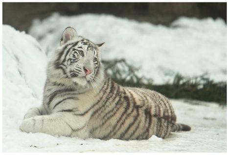 fehér tigris 2