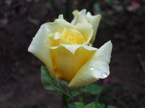 Harmatos sárga rózsám