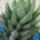 Haworthia-010_401901_98629_t