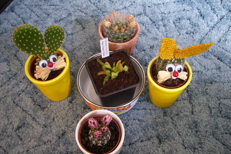 kaktuszok (Középen a dionaea muscipula húsevő)