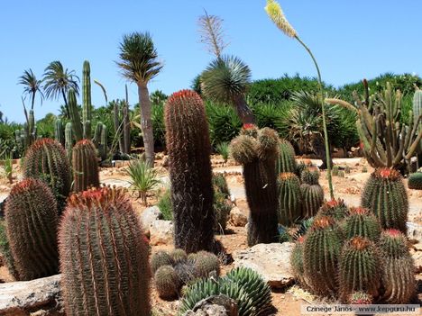 Kaktuszpark-Mallorca