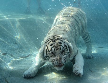 lubickoló tigris 