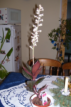 ludisia orchidea