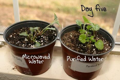 mikrozott vízzel locsolt növény