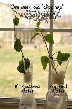 mikrozott vízzel locsolt növény