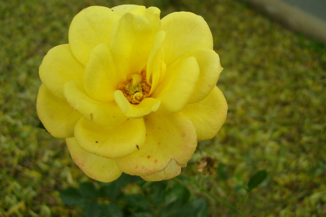 novemberi rózsa