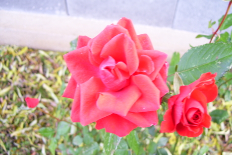 novemberi rózsa